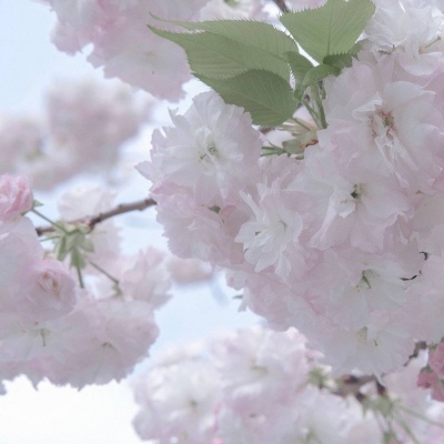 山阳福瑞交流群